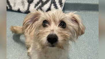 watch:-policeman-rescues,-adopts-dog-nearly-crushed-in-trash-compactor