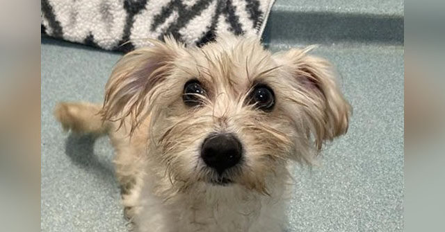 watch:-policeman-rescues,-adopts-dog-nearly-crushed-in-trash-compactor