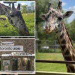 ‘magnificent’-giraffe-dies-after-tragic-freak-accident-at-toronto-zoo