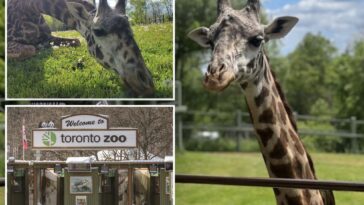 ‘magnificent’-giraffe-dies-after-tragic-freak-accident-at-toronto-zoo
