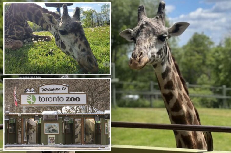 ‘magnificent’-giraffe-dies-after-tragic-freak-accident-at-toronto-zoo