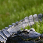 watch-—-‘ready-to-get-evicted,-buddy?’:-florida-trapper-pulls-huge-gator-from-family’s-pool