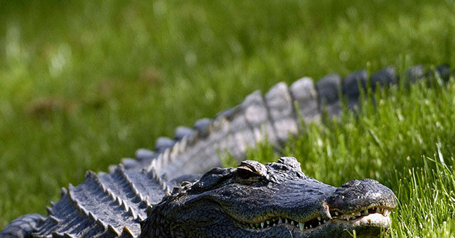 watch-—-‘ready-to-get-evicted,-buddy?’:-florida-trapper-pulls-huge-gator-from-family’s-pool