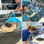 2-organizations-team-up-to-rescue,-rehabilitate-endangered-sea-turtles-as-ocean-temps-plummet-from-winter-conditions
