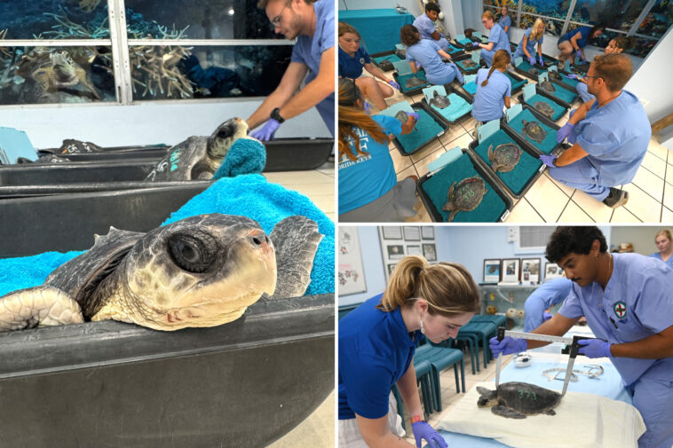 2-organizations-team-up-to-rescue,-rehabilitate-endangered-sea-turtles-as-ocean-temps-plummet-from-winter-conditions
