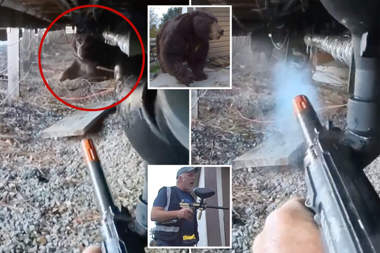 inside-california’s-paintball-shooting-bear-extraction-team-that-removes-up-to-8-beasts-a-day