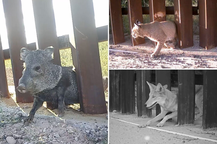 controversial-‘doggie-doors’-built-into-us-mexico-border-wall-—-commissioned-by-the-dhs