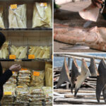 sales-of-shark-fins-could-lead-to-the-ancient-creatures-being-wiped-out,-critics-say