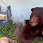 watch:-massive-bear-is-finally-dislodged-from-under-california-house-–-with-shots-of-paintball!