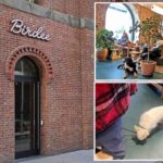 dog-attack-at-buzzy-nyc-bakery-birdee-sparks-debate-about-pooches-in-restaurants:-‘dog-park-with-pastries’