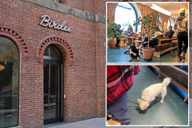 dog-attack-at-buzzy-nyc-bakery-birdee-sparks-debate-about-pooches-in-restaurants:-‘dog-park-with-pastries’