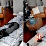 family-dog-rescued-after-chewing-battery-powered-heated-glove,-sparking-house-fire
