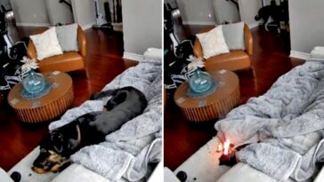 family-dog-rescued-after-chewing-battery-powered-heated-glove,-sparking-house-fire