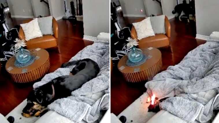 family-dog-rescued-after-chewing-battery-powered-heated-glove,-sparking-house-fire