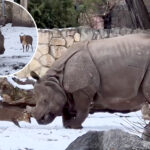 tiny-deer-goes-head-to-head-with-a-2-ton-rhino-at-polish-zoo-—-incredible-video-shows-who-comes-out-on-top