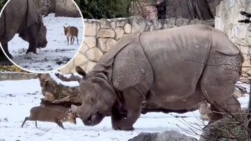 tiny-deer-goes-head-to-head-with-a-2-ton-rhino-at-polish-zoo-—-incredible-video-shows-who-comes-out-on-top