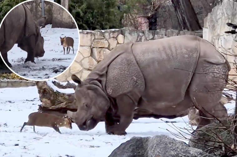 tiny-deer-goes-head-to-head-with-a-2-ton-rhino-at-polish-zoo-—-incredible-video-shows-who-comes-out-on-top