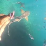 gruesome-video-captures-moment-shark-chomps-on-snorkeler’s-thigh:-‘i-felt-him-shaking-my-leg’