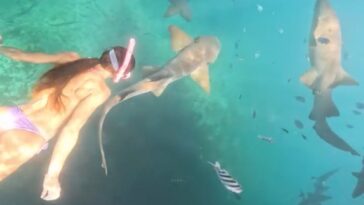 gruesome-video-captures-moment-shark-chomps-on-snorkeler’s-thigh:-‘i-felt-him-shaking-my-leg’