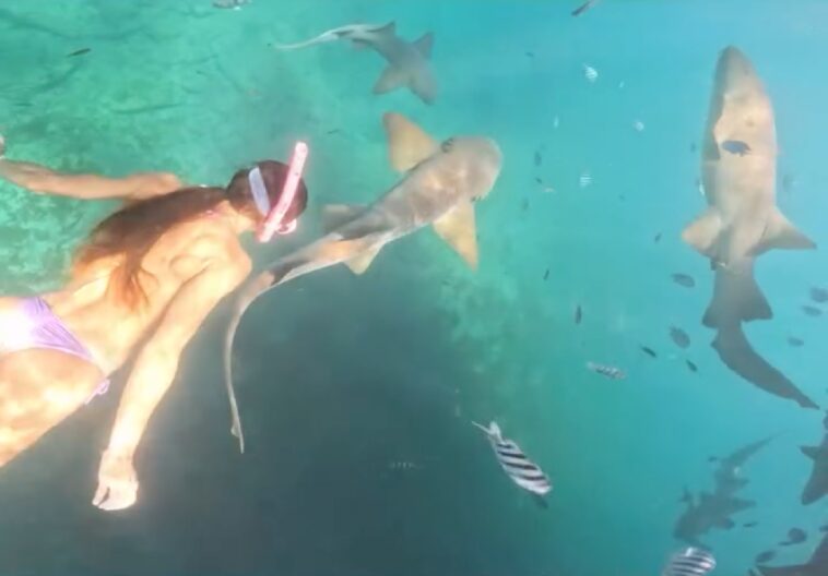 gruesome-video-captures-moment-shark-chomps-on-snorkeler’s-thigh:-‘i-felt-him-shaking-my-leg’