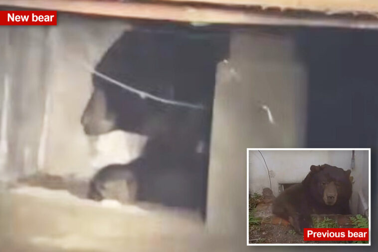 another-la-homeowner-finds-unwelcome-bear-roommate-—-and-it-might-be-a-familiar-face