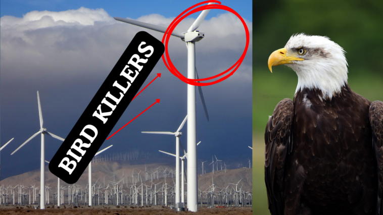 wind-turbines-are-killing-bald-eagles—and-china-is-cashing-in