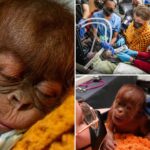baby-orangutan-born-through-highly-unusual-procedure-at-tennessee-zoo