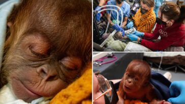 baby-orangutan-born-through-highly-unusual-procedure-at-tennessee-zoo