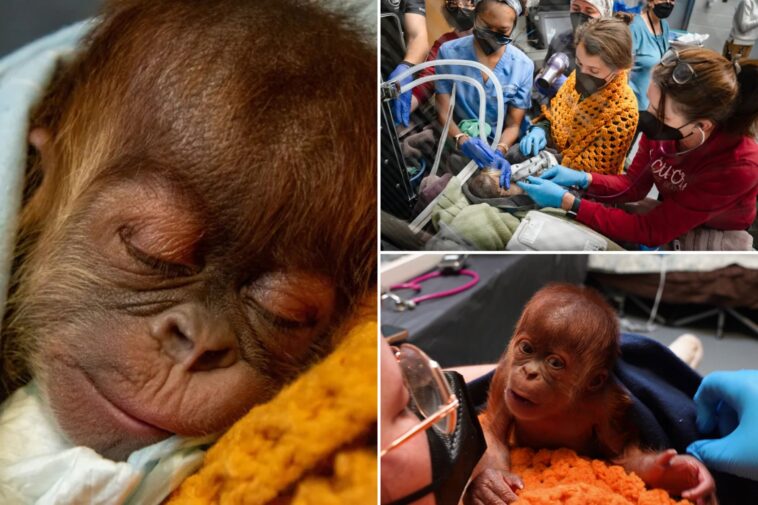 baby-orangutan-born-through-highly-unusual-procedure-at-tennessee-zoo