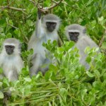 several-monkeys-still-on-the-loose-in-st-louis-as-officials-call-off-search-for-roaming-animals