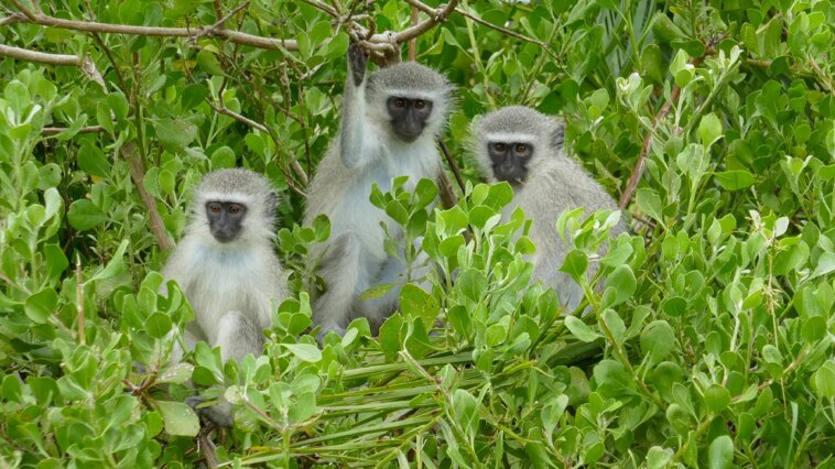 several-monkeys-still-on-the-loose-in-st-louis-as-officials-call-off-search-for-roaming-animals