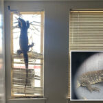 cops-make-shocking-discovery-after-giant-‘komodo-dragon’-spotted-inside-bay-area-home