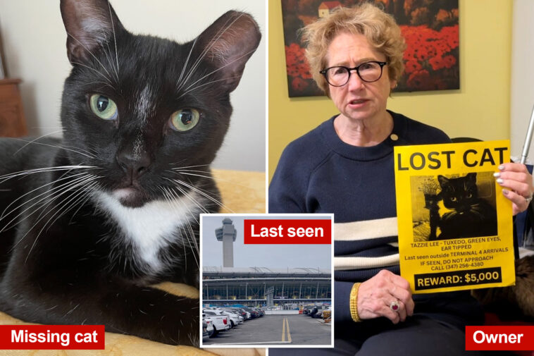 beloved-cat-still-on-the-loose-at-jfk-weeks-after-escaping-during-holiday-chaos:-‘saddest-thing-that’s-ever-happened-to-me’