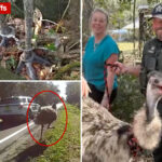 runaway-emu-captured-and-returned-by-florida-deputies-in-wild-scene