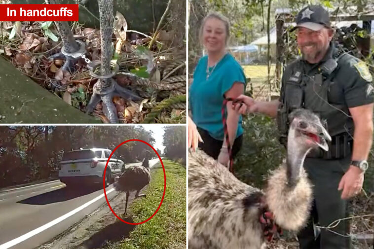 runaway-emu-captured-and-returned-by-florida-deputies-in-wild-scene
