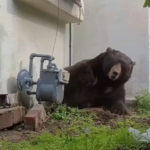 altadena-bear:-550-pound-beast-that-occupied-house’s-basement-for-over-a-month-has-now-tried-to-hibernate-in-two-other-houses-in-the-region