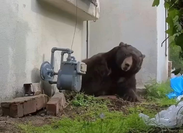altadena-bear:-550-pound-beast-that-occupied-house’s-basement-for-over-a-month-has-now-tried-to-hibernate-in-two-other-houses-in-the-region
