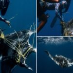 divers-free-ray-tangled-in-fishing-rope-near-sharks-‘ready-to-attack’:-‘in-freak-mode’