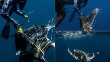 divers-free-ray-tangled-in-fishing-rope-near-sharks-‘ready-to-attack’:-‘in-freak-mode’