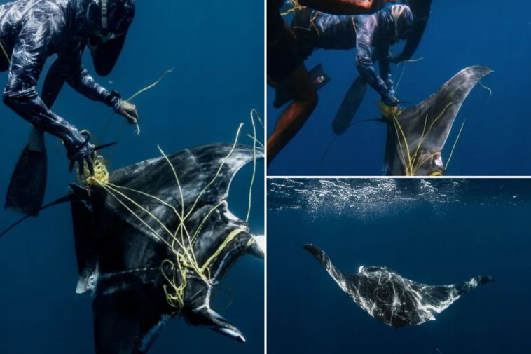 divers-free-ray-tangled-in-fishing-rope-near-sharks-‘ready-to-attack’:-‘in-freak-mode’