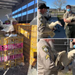 200-ducks-rescued-from-box-truck-in-calif.-desert-after-owner-mysteriously-died