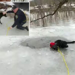 first-responders-rescue-dog-stranded-on-icy-waters-in-upstate-ny