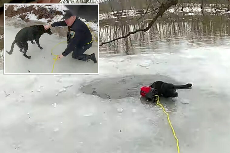 first-responders-rescue-dog-stranded-on-icy-waters-in-upstate-ny