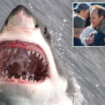 calif.-hits-terrifying-record-involving-sharks