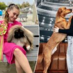 how-the-glam-dogs-of-westminster-keep-up-with-the-canine-kardashians-—-from-elaborate-grooming-routines-to-pricey-trips