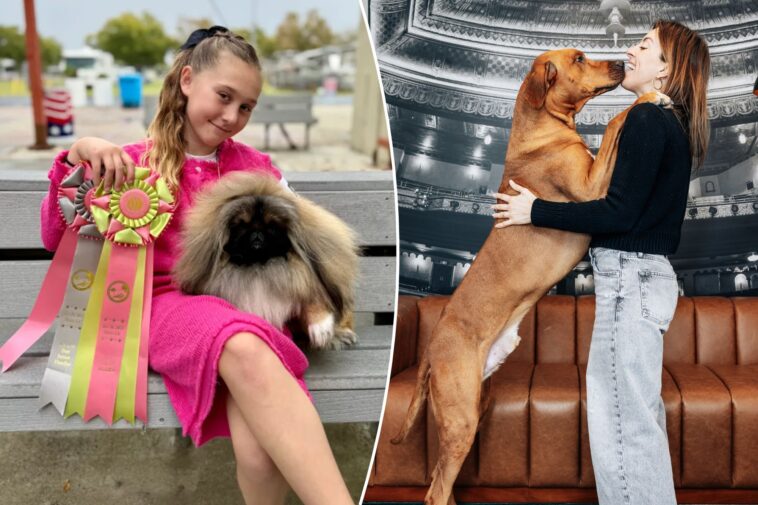 how-the-glam-dogs-of-westminster-keep-up-with-the-canine-kardashians-—-from-elaborate-grooming-routines-to-pricey-trips