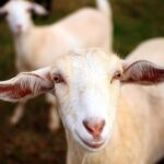 beyond-parody:-minneapolis-city-attorney-invites-staff-to-“healing-circle”-with-therapy-goats-as-city-leaders-blame-ice-for-chaos