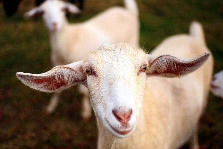 beyond-parody:-minneapolis-city-attorney-invites-staff-to-“healing-circle”-with-therapy-goats-as-city-leaders-blame-ice-for-chaos