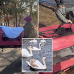 prospect-park-baby-swans-flourishing-despite-ruthless-dog-attack-and-deadbeat-dad’s-rejection