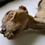 shocked-scientists-discover-mummified-cheetahs-in-saudi-caves-in-scene-out-of-horror-movie